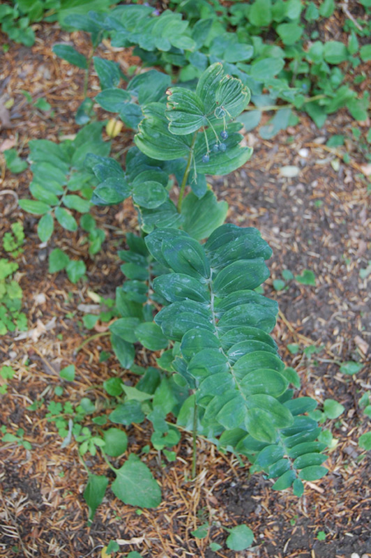 Sceau de Salomon multiflore