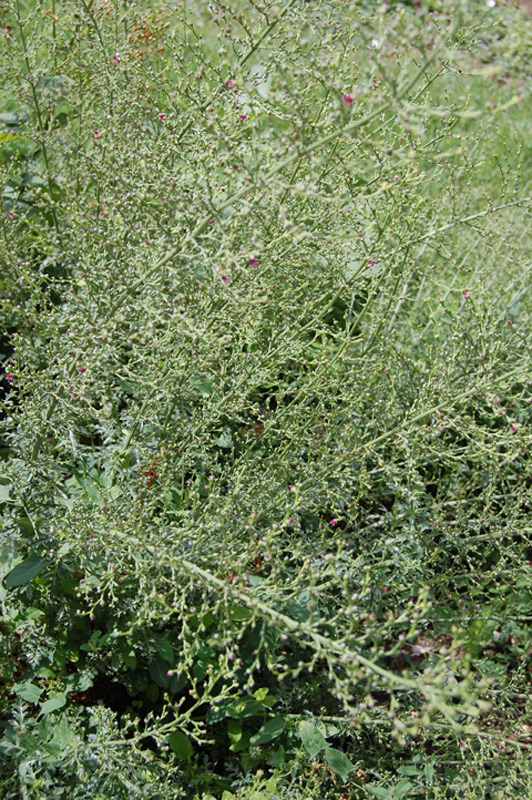 Scrofulaire des chiens