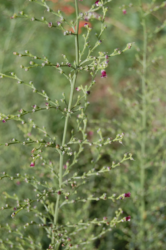 Scrofulaire des chiens