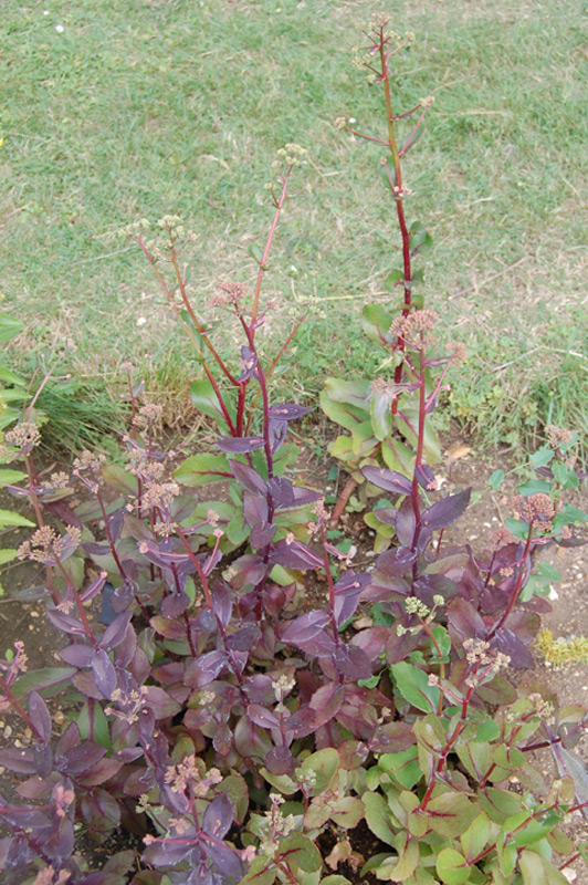 Sedum à larges feuilles