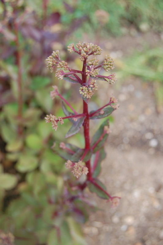 Sedum à larges feuilles