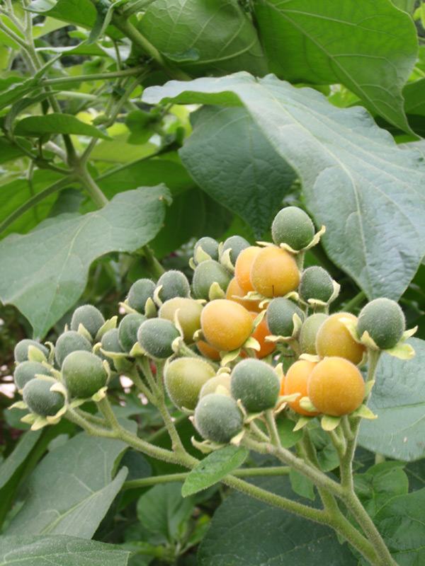 Solanum abutiloides
