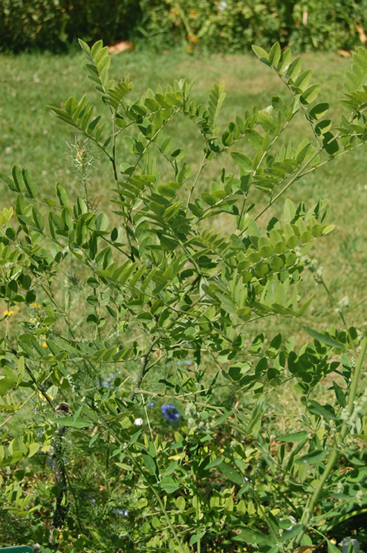 Sophora du Japon