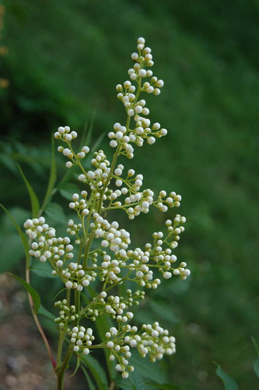 Sorbaire à grandes fleurs