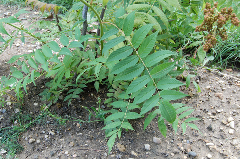 Sorbaire à grandes fleurs