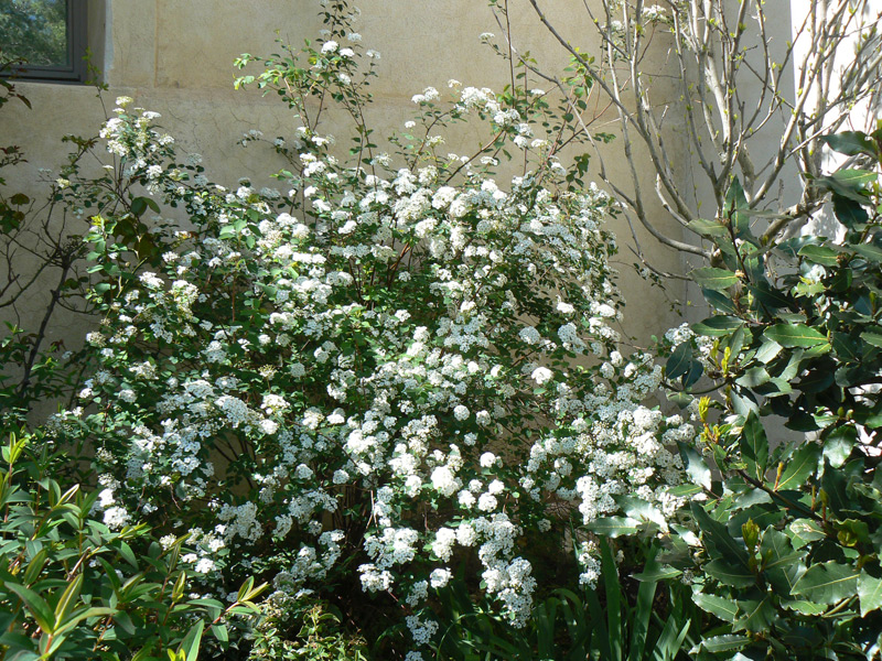 Spirée de Vanhoutte