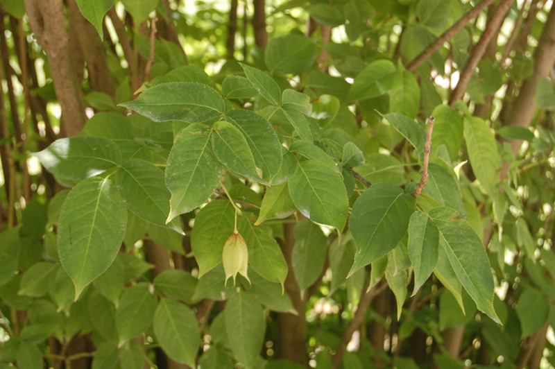 Staphylier du Caucase