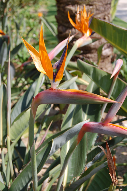Strelitzia, Oiseau de paradis