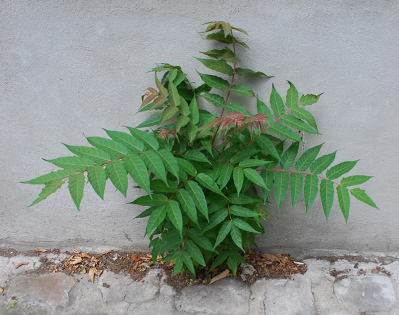 Sumac de Virginie, Vinaigrier