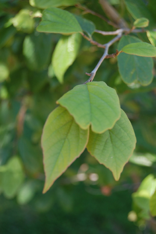 Sycoparrotia