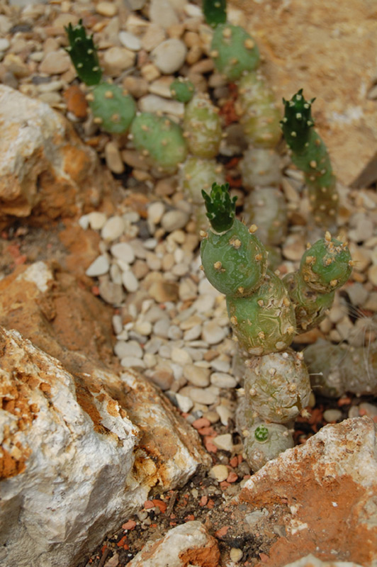 Tephrocactus articulatus