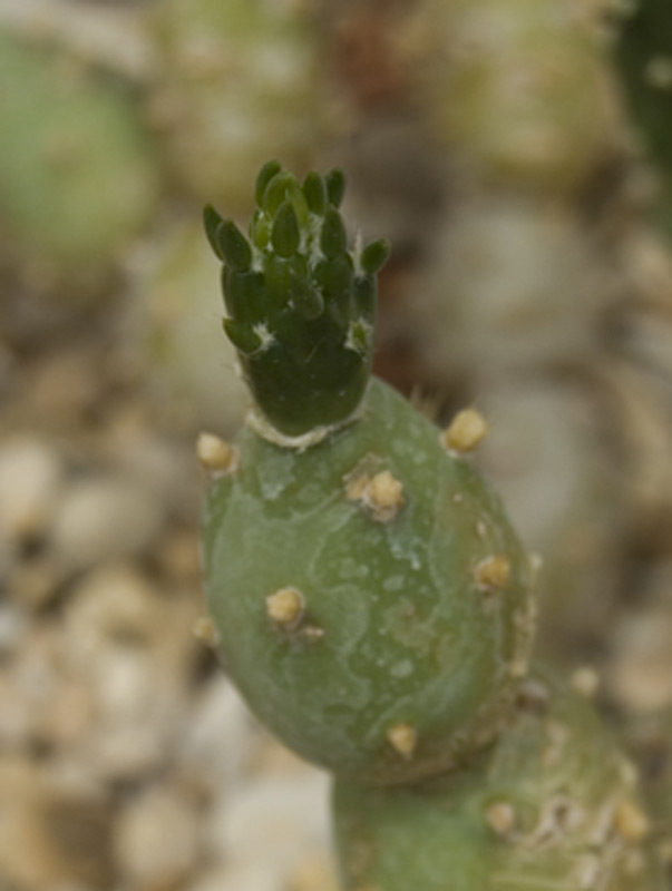 Tephrocactus articulatus