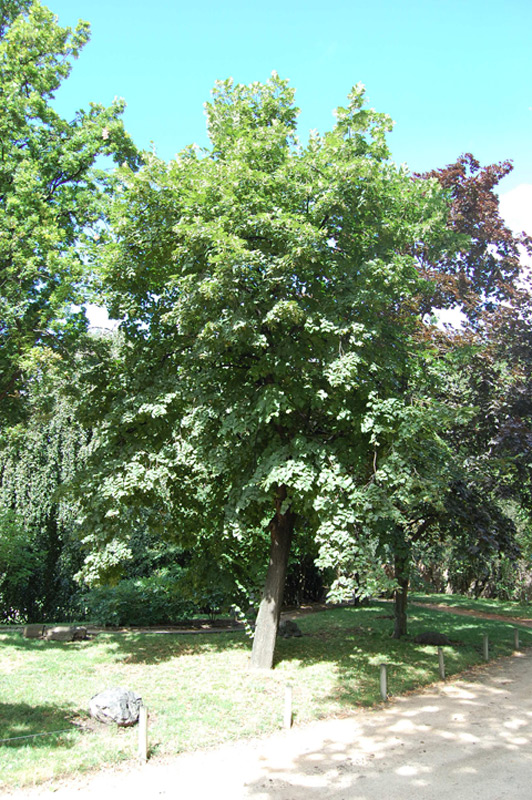 Tilleul de Hollande, Tilleul à grandes feuilles