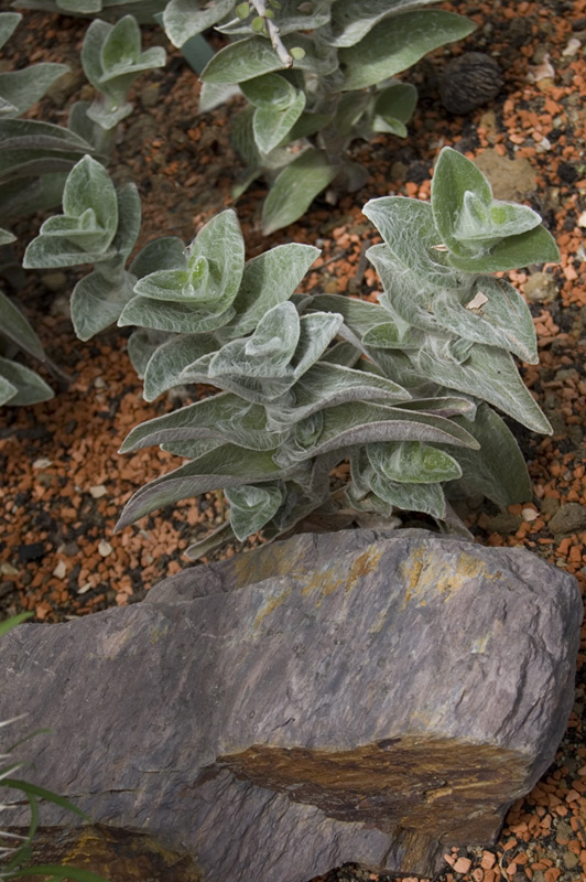 Tradescantia sillamontana