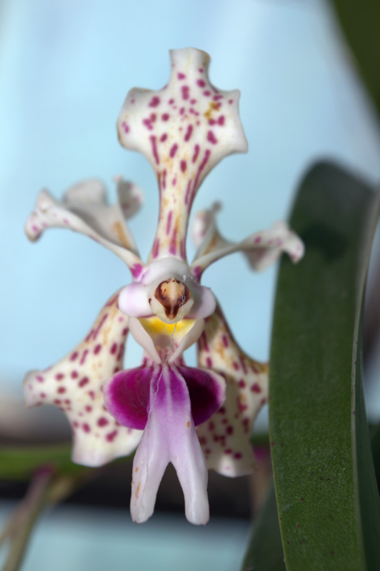 Vanda tricolor var suavis