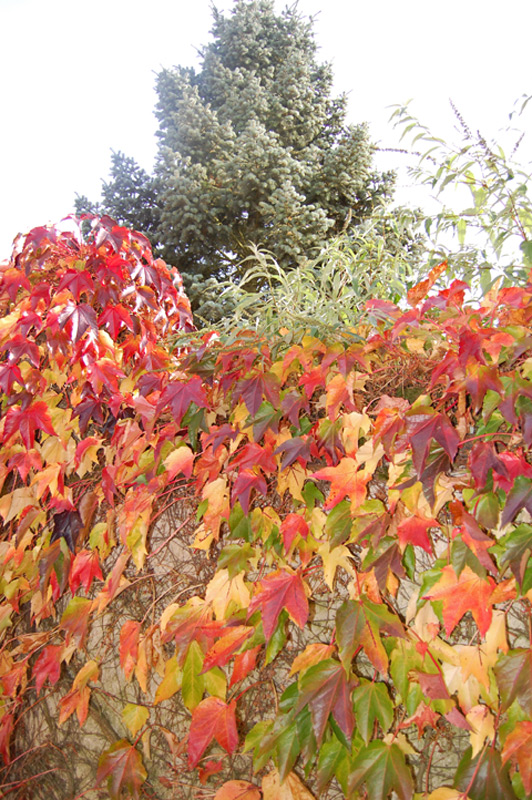 Vigne-vierge japonaise