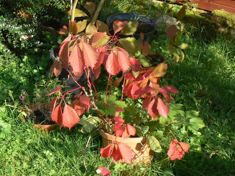 Vigne-vierge de Virginie