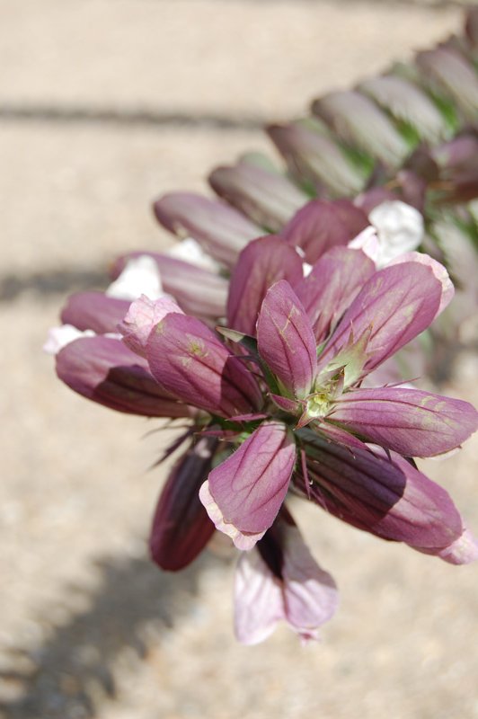 Acanthe à feuilles molles