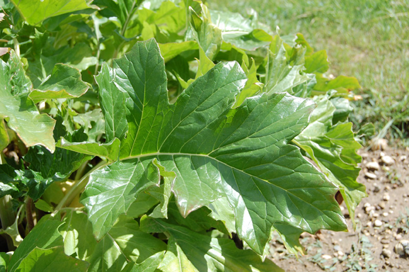 Acanthe à feuilles molles