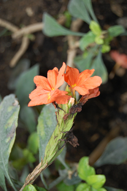 Crossandra