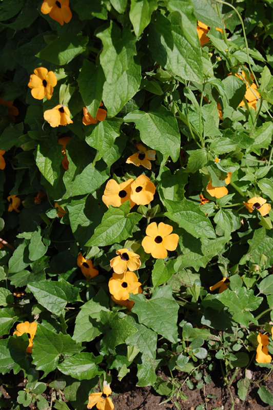 Suzanne aux yeux noirs