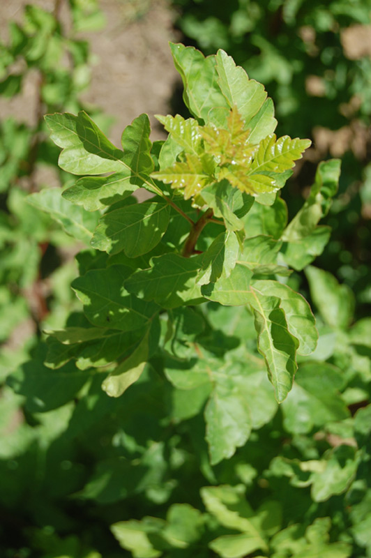 Sumac aromatique