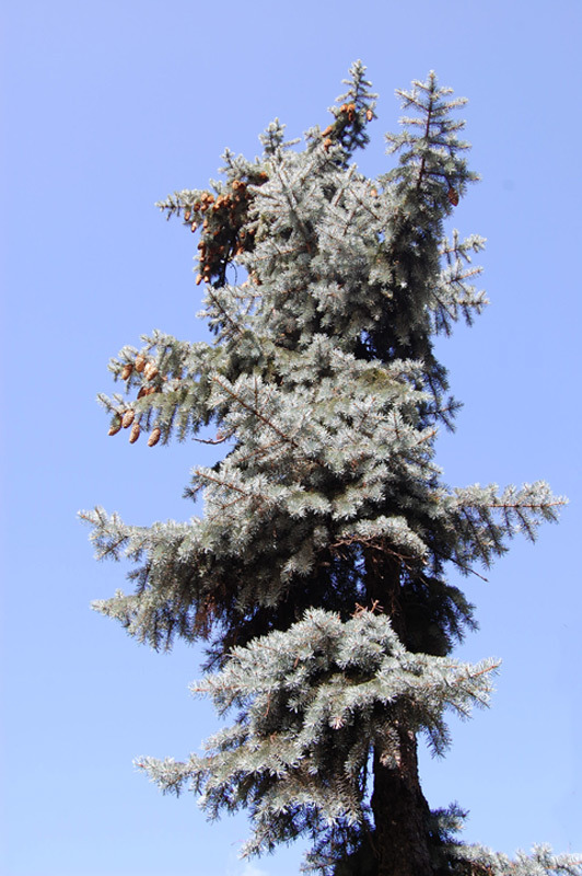 Epicéa bleu 'Glauca Globosa'