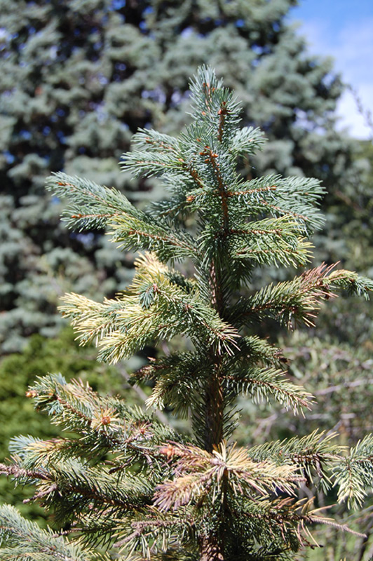 Epinette d'Engelmann