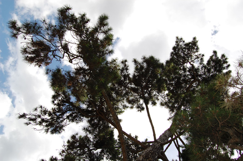 Pin laricio de Corse