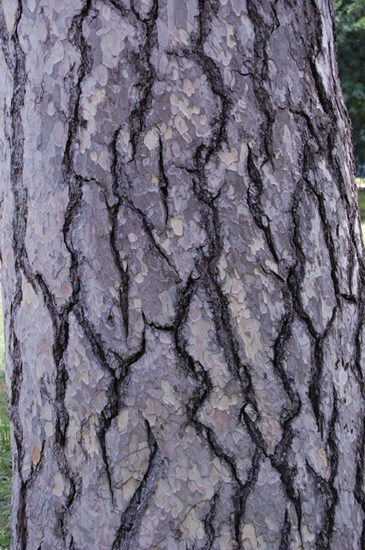 Pin laricio de Corse