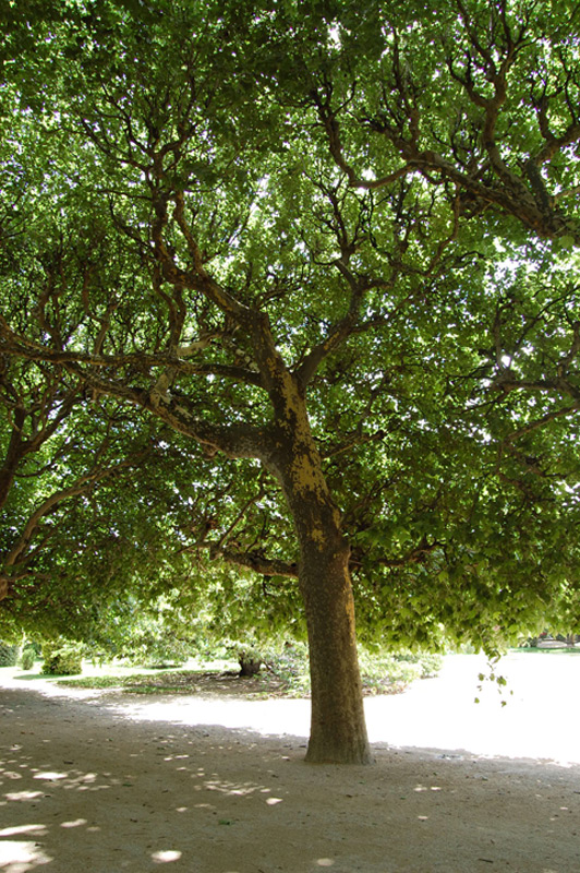 Platane commun