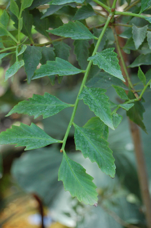 Pin céleri de Malaisie