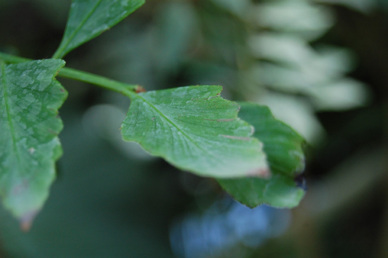 Pin céleri de Malaisie
