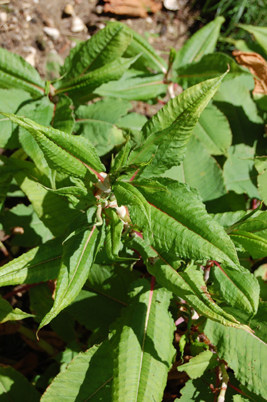 Renouée à épis nombreux