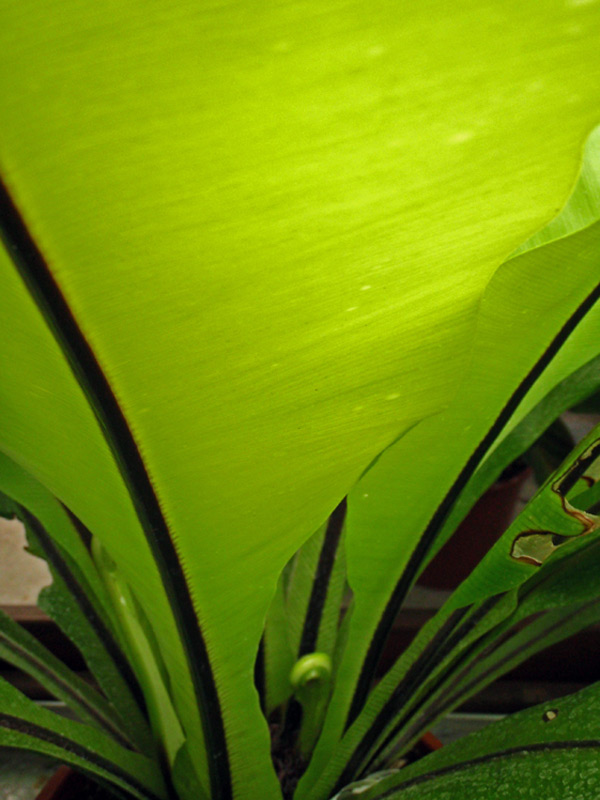 Asplenium nid d'oiseau