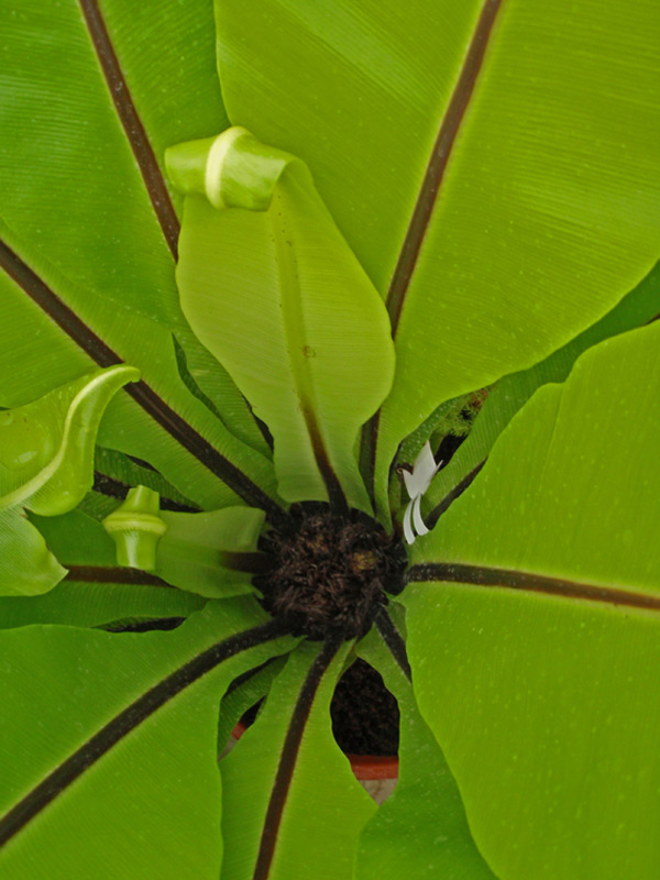 Asplenium nid d'oiseau