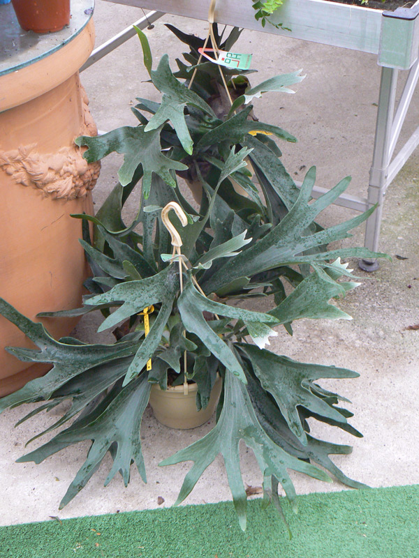 Fougère Corne de cerf