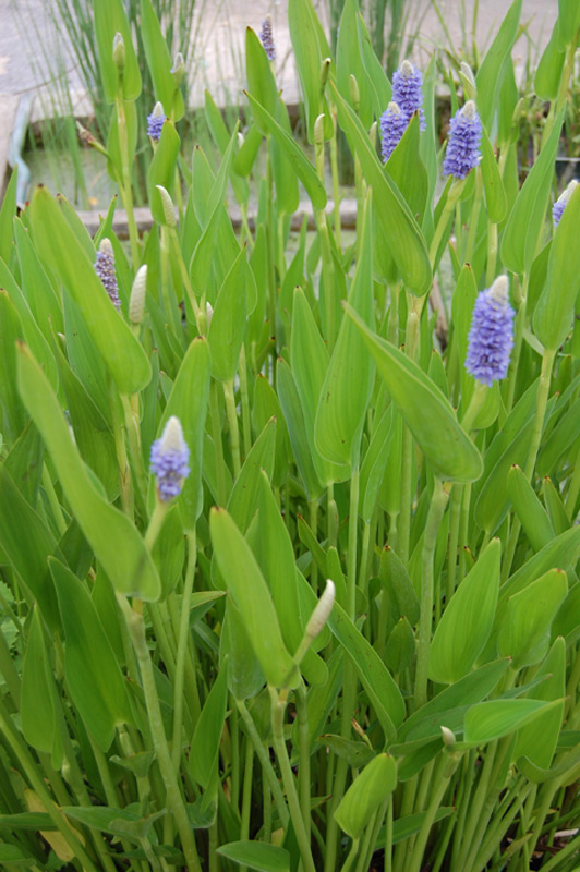Pontédérie à feuilles lancéolées