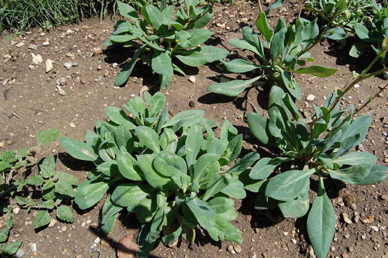 Calandrinia grandiflora