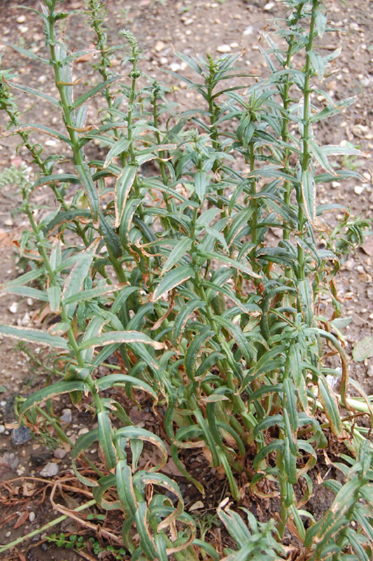 Lysimaque éphémère