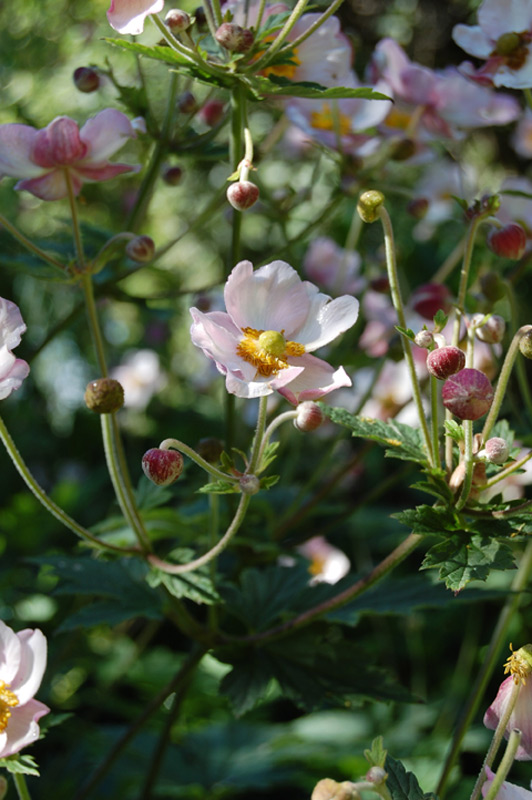 Anémone du Japon 'Tomentosa'