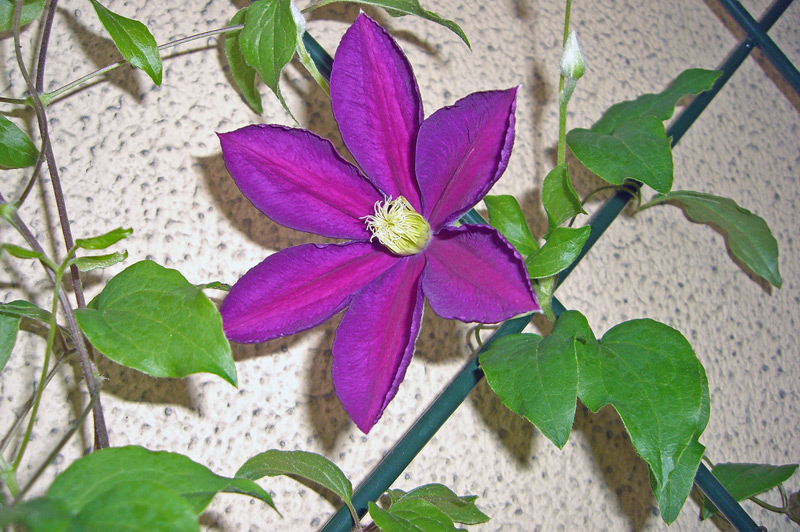 Clématite de Durand