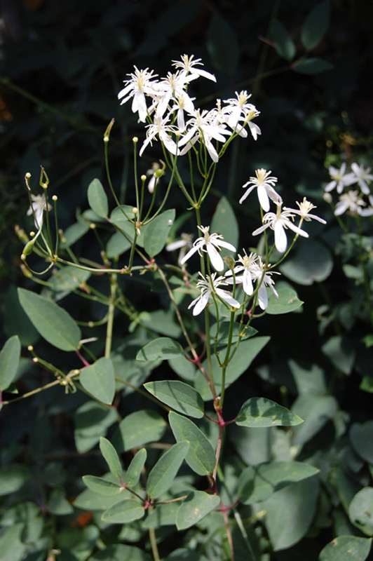Clématite dressée