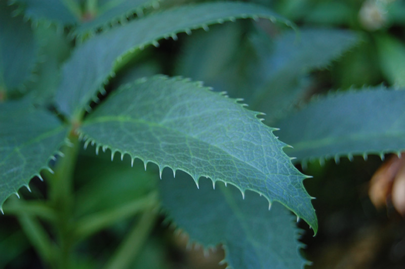 Héllébore de Corse
