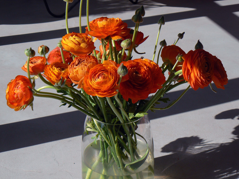 Renoncule des fleuristes