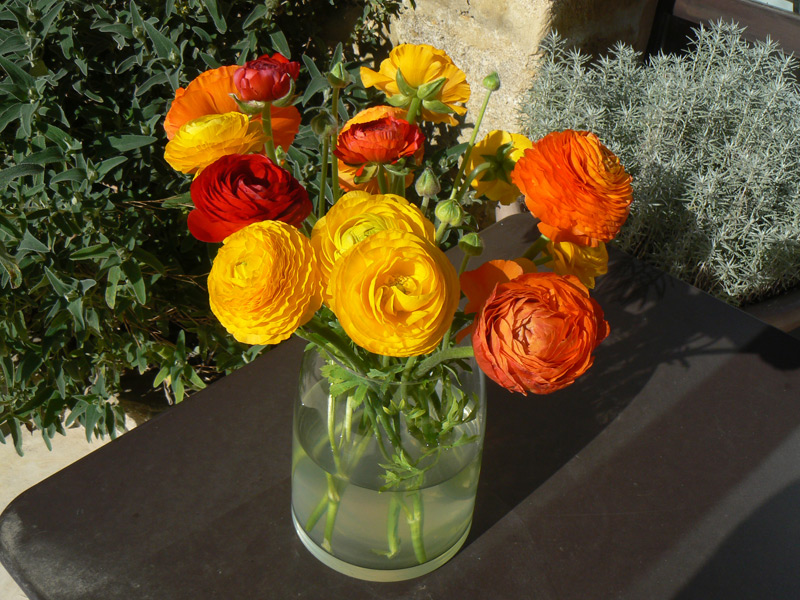 Renoncule des fleuristes