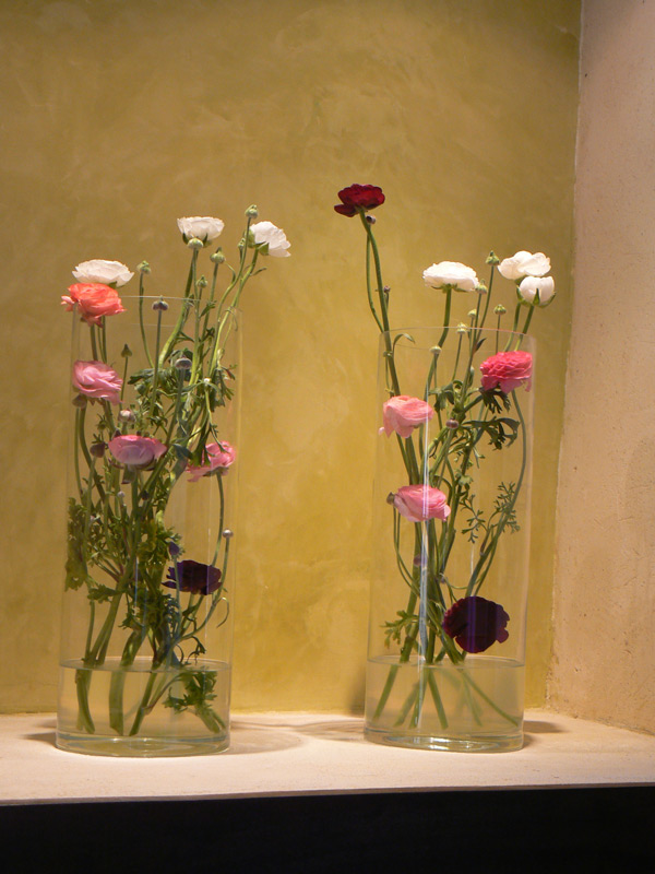 Renoncule des fleuristes