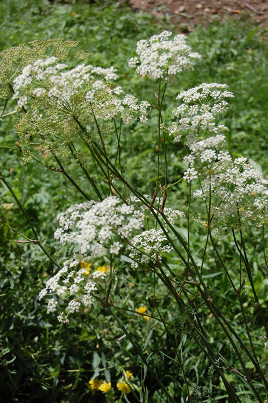 Persil des montagnes