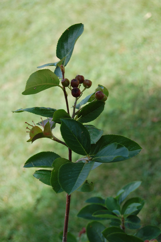 Aronie à fruits noirs