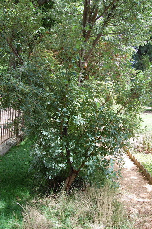 Buisson de perles korolkowii